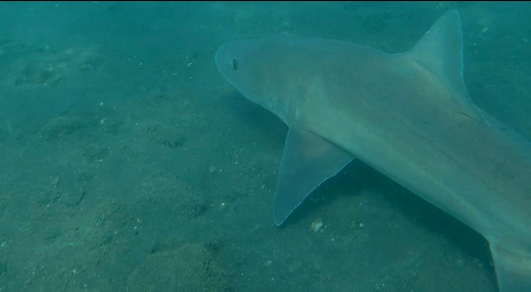 ภาพ ปลา mustelus (Mustelus mustelus)