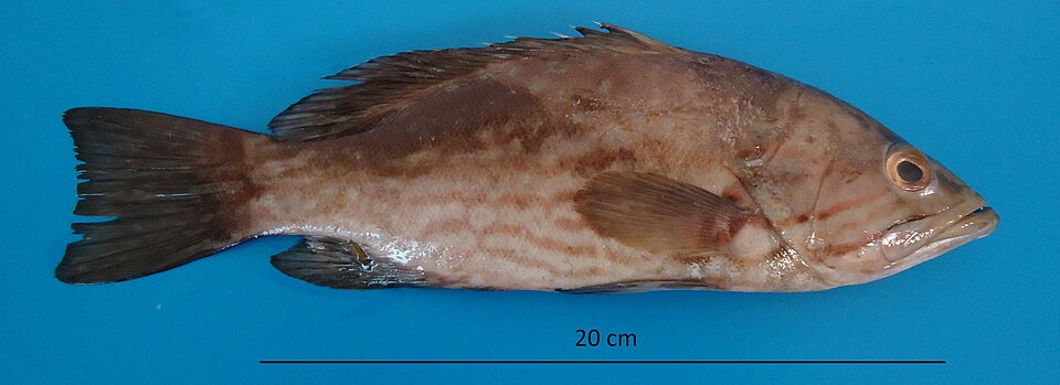 ภาพ ปลากะรัง acutirostris (Mycteroperca acutirostris)
