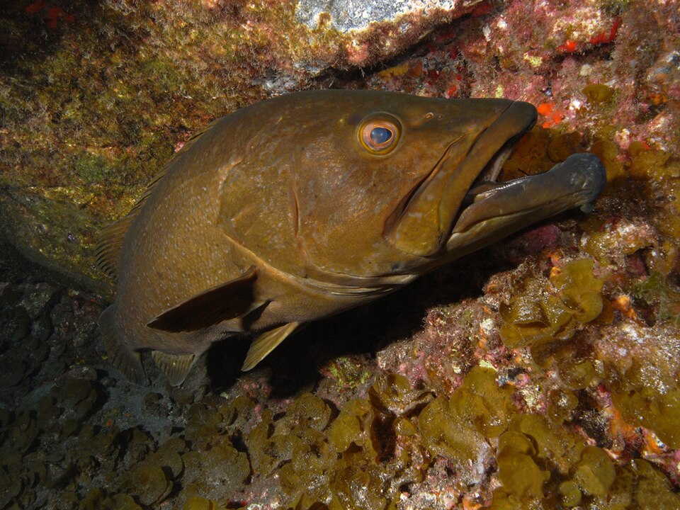 ภาพ ปลากะรัง fusca (Mycteroperca fusca)