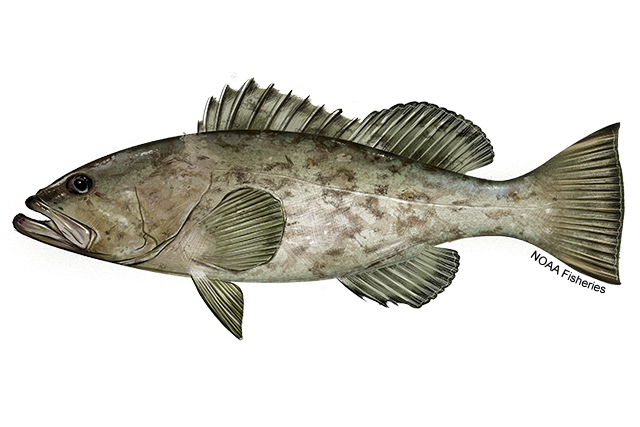 ภาพ ปลากะรัง microlepis (Mycteroperca microlepis)