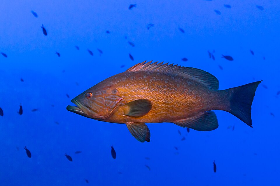 ภาพ ปลากะรัง rubra (Mycteroperca rubra)