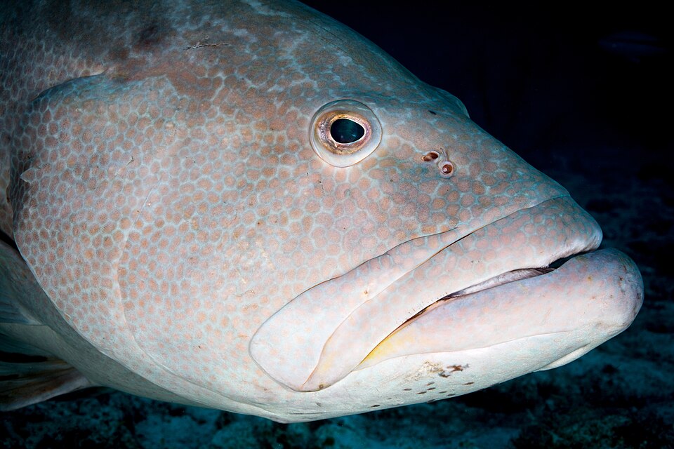 ภาพ ปลากะรัง venenosa (Mycteroperca venenosa)