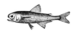 ภาพ ปลา affine (Myctophum affine)