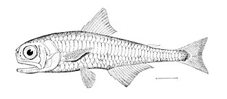 ภาพ ปลา asperum (Myctophum asperum)