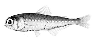 ภาพ ปลา nitidulum (Myctophum nitidulum)