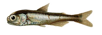ภาพ ปลา punctatum (Myctophum punctatum)