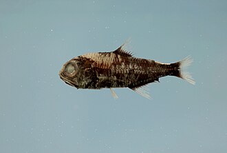 ภาพ ปลา selenops (Myctophum selenops)