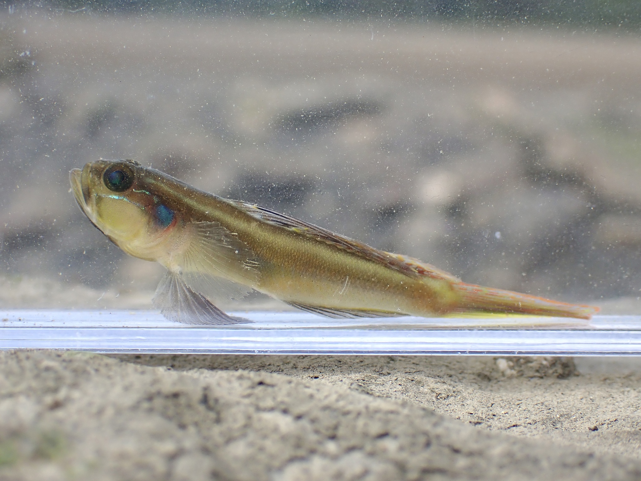 ภาพ ปลาบู่ macrostoma (Myersina macrostoma)