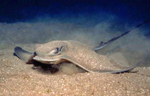 ภาพ ปลา aquila (Myliobatis aquila)