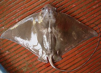 ภาพ ปลา chilensis (Myliobatis chilensis)