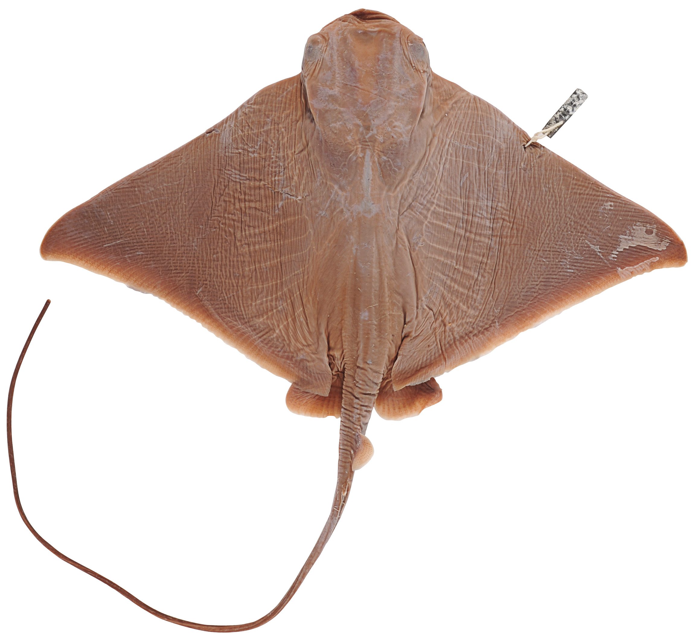 ภาพ ปลา hamlyni (Myliobatis hamlyni)