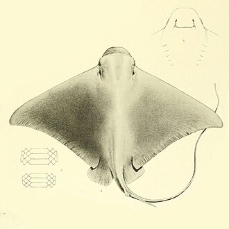 ภาพ ปลา peruvianus (Myliobatis peruvianus)