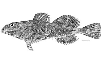 ภาพ ปลา brandtii (Myoxocephalus brandtii)