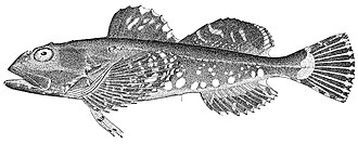 ภาพ ปลา niger (Myoxocephalus niger)