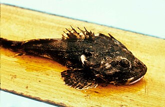 ภาพ ปลา polyacanthocephalus (Myoxocephalus polyacanthocephalus)