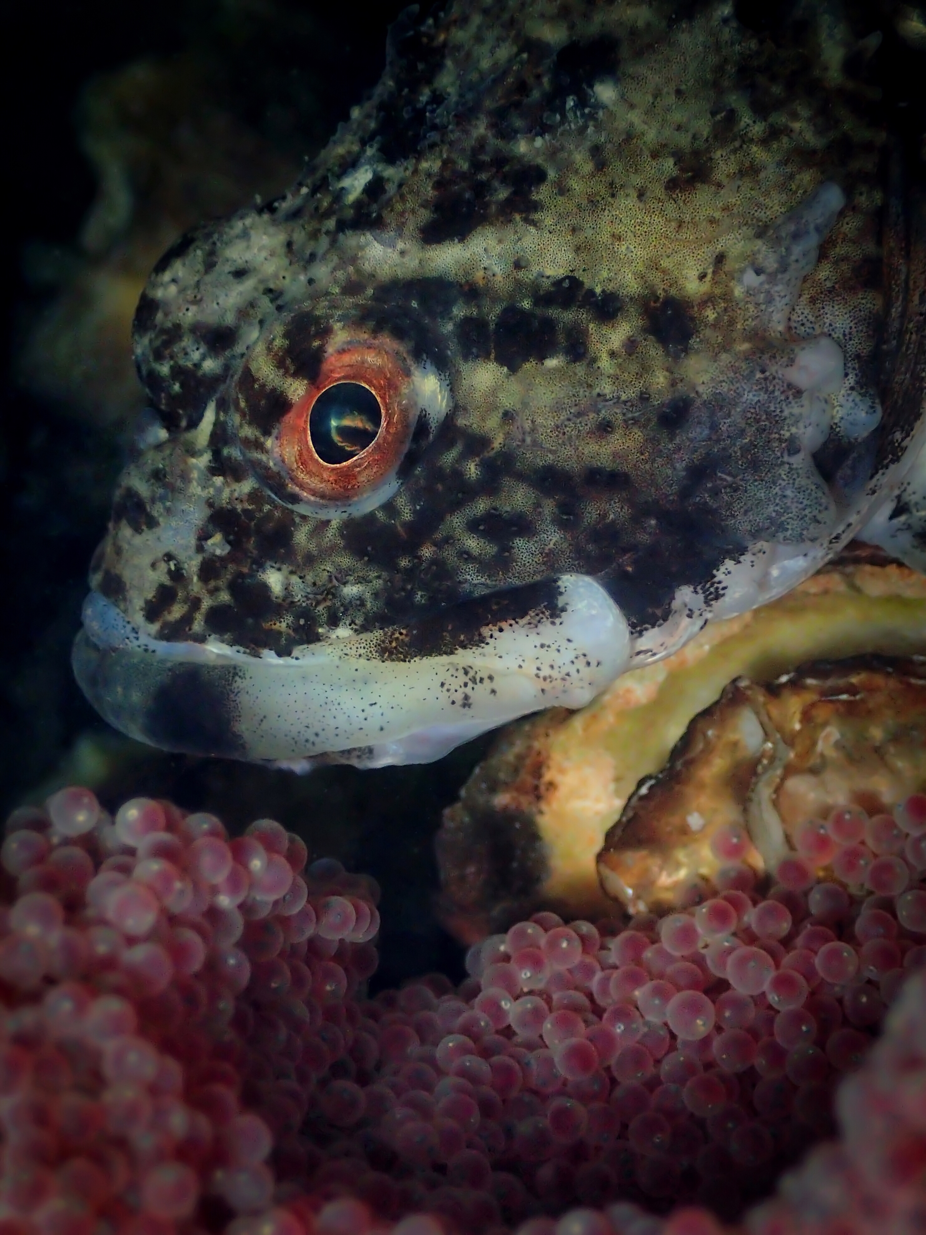 ภาพ ปลา scorpius (Myoxocephalus scorpius)