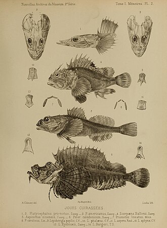ภาพ ปลา sinensis (Myoxocephalus sinensis)