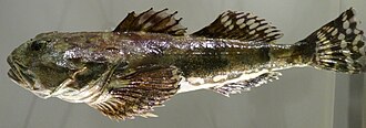 ภาพ ปลา stelleri (Myoxocephalus stelleri)