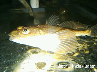 ภาพ ปลา thompsonii (Myoxocephalus thompsonii)