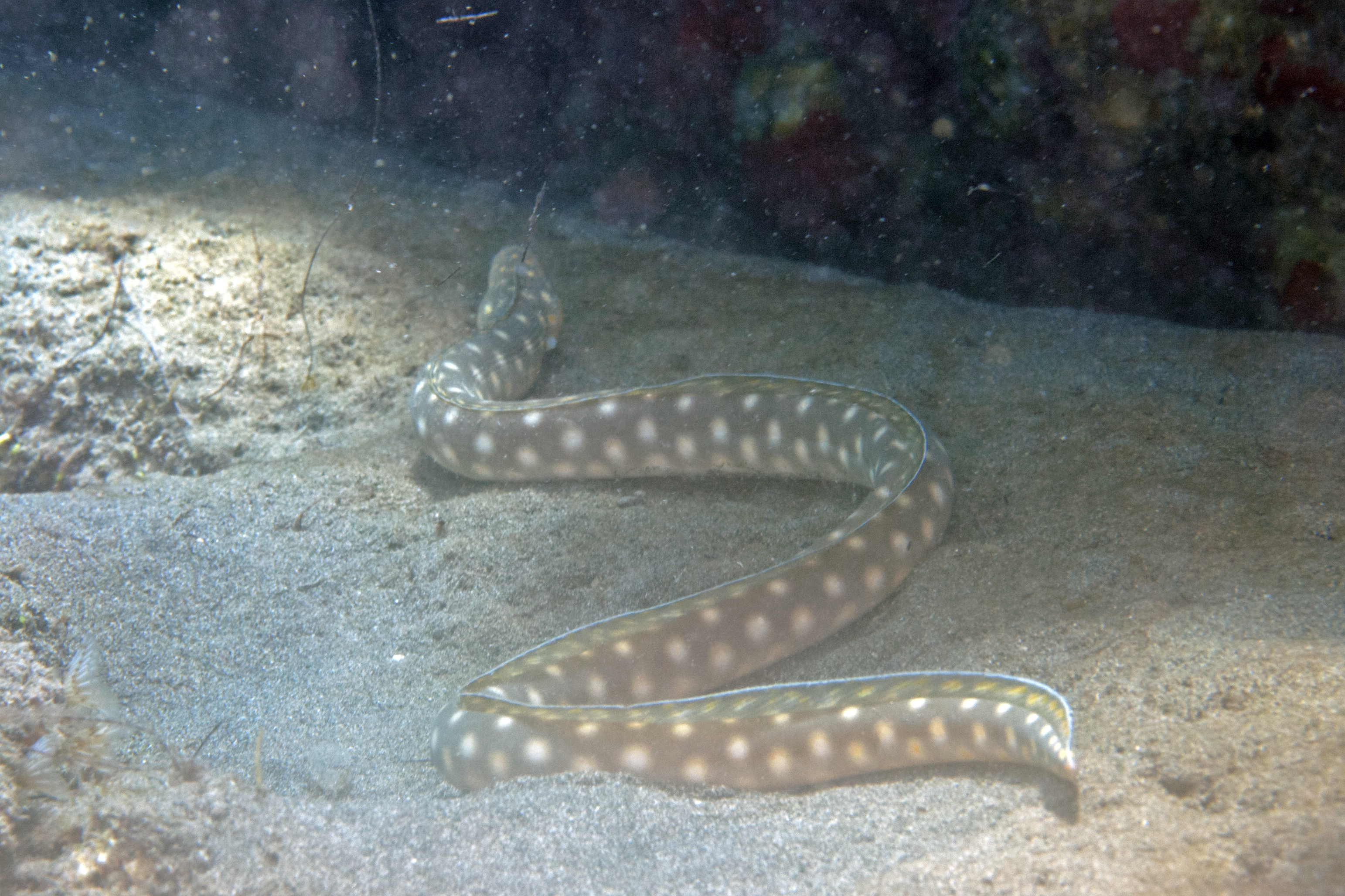 ภาพ ปลา breviceps (Myrichthys breviceps)