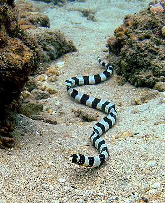 ภาพ ปลา colubrinus (Myrichthys colubrinus)