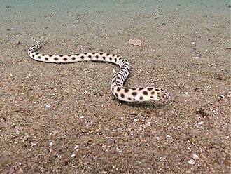 ภาพ ปลา xysturus (Myrichthys xysturus)