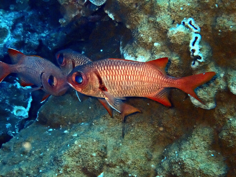 ภาพ ปลาข้าวเม่าตาโต amaena (Myripristis amaena)