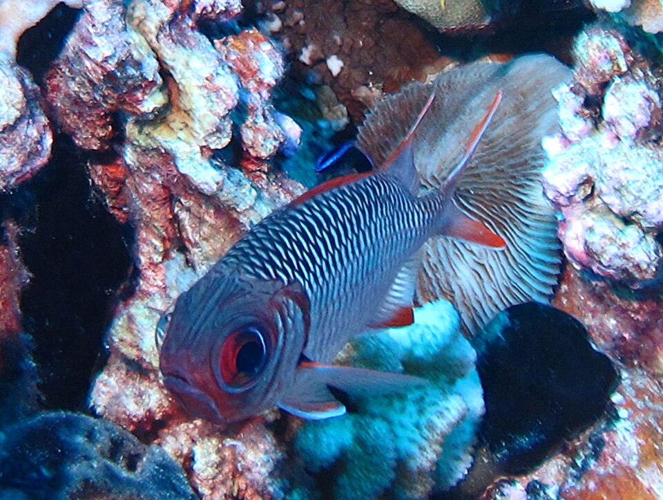 ภาพ ปลาข้าวเม่าน้ำลึกขลิบดำ (Myripristis botche)