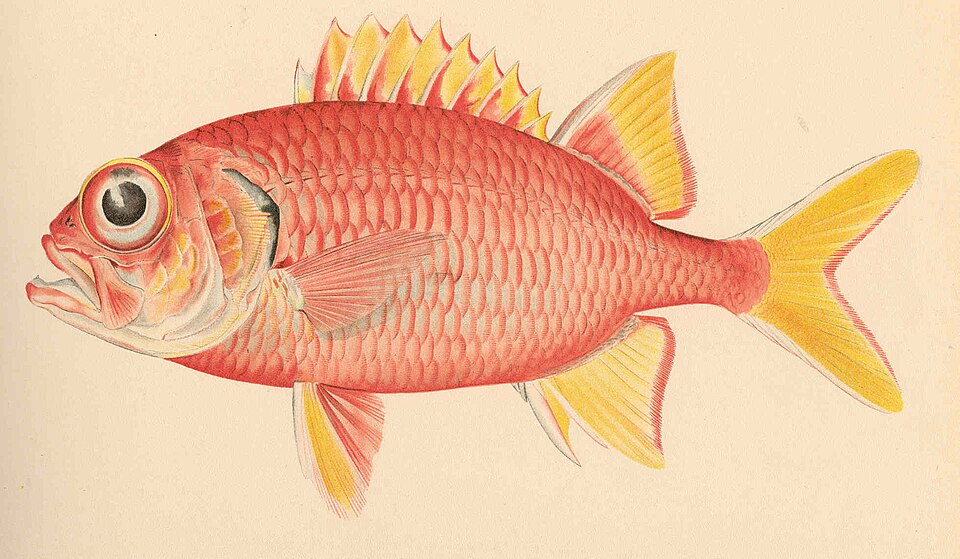 ภาพ ปลาข้าวเม่าตาโตทอง (Myripristis chryseres)