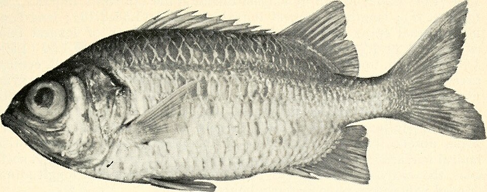 ภาพ ปลาข้าวเม่าตาโต gildi (Myripristis gildi)