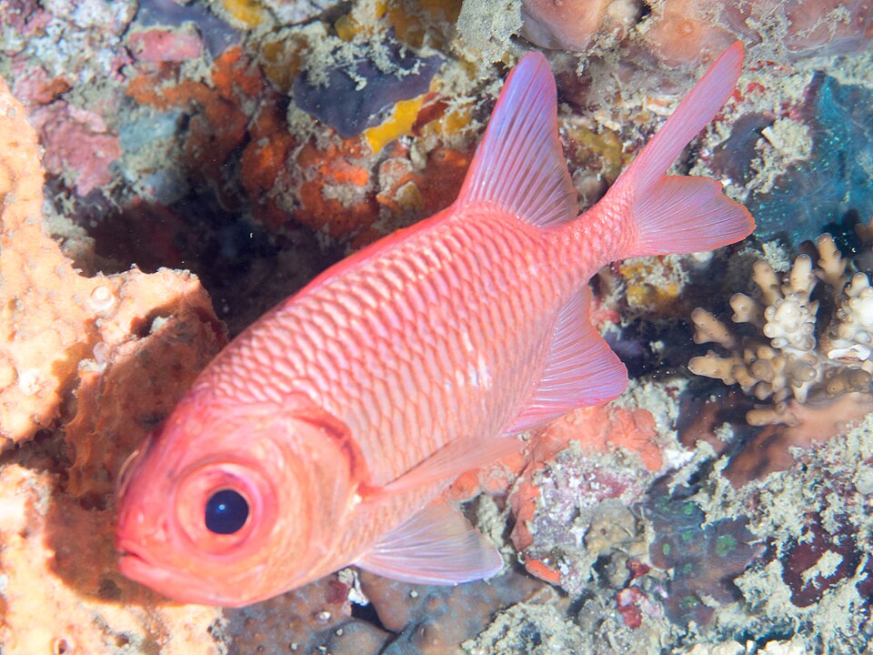 ภาพ ปลาข้าวเม่าตาโต hexagona (Myripristis hexagona)