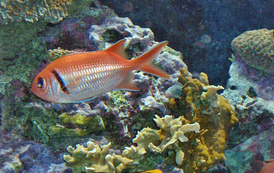 ภาพ ปลาข้าวเม่าตาโต jacobus (Myripristis jacobus)