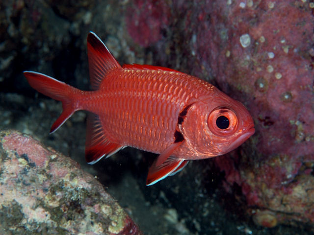 ภาพ ปลาข้าวเม่าตาโตอินเดียแดงสด (Myripristis kochiensis)