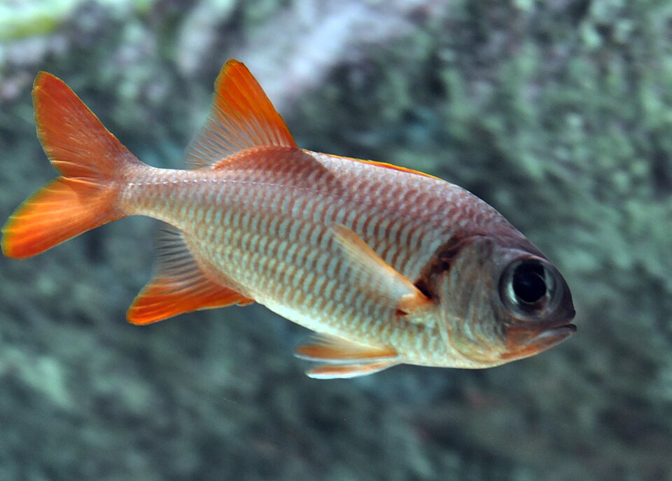 ภาพ ปลาข้าวเม่าตาโต kuntee (Myripristis kuntee)