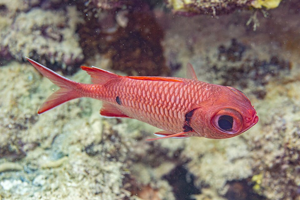 ภาพ ปลาข้าวเม่าตาโต (Myripristis murdjan)