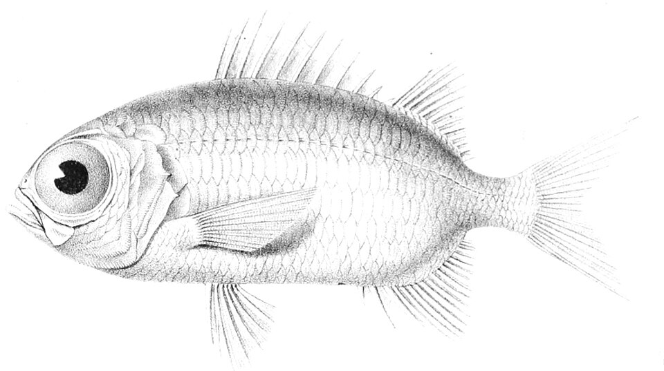 ภาพ ปลาข้าวเม่าตาโต seychellensis (Myripristis seychellensis)