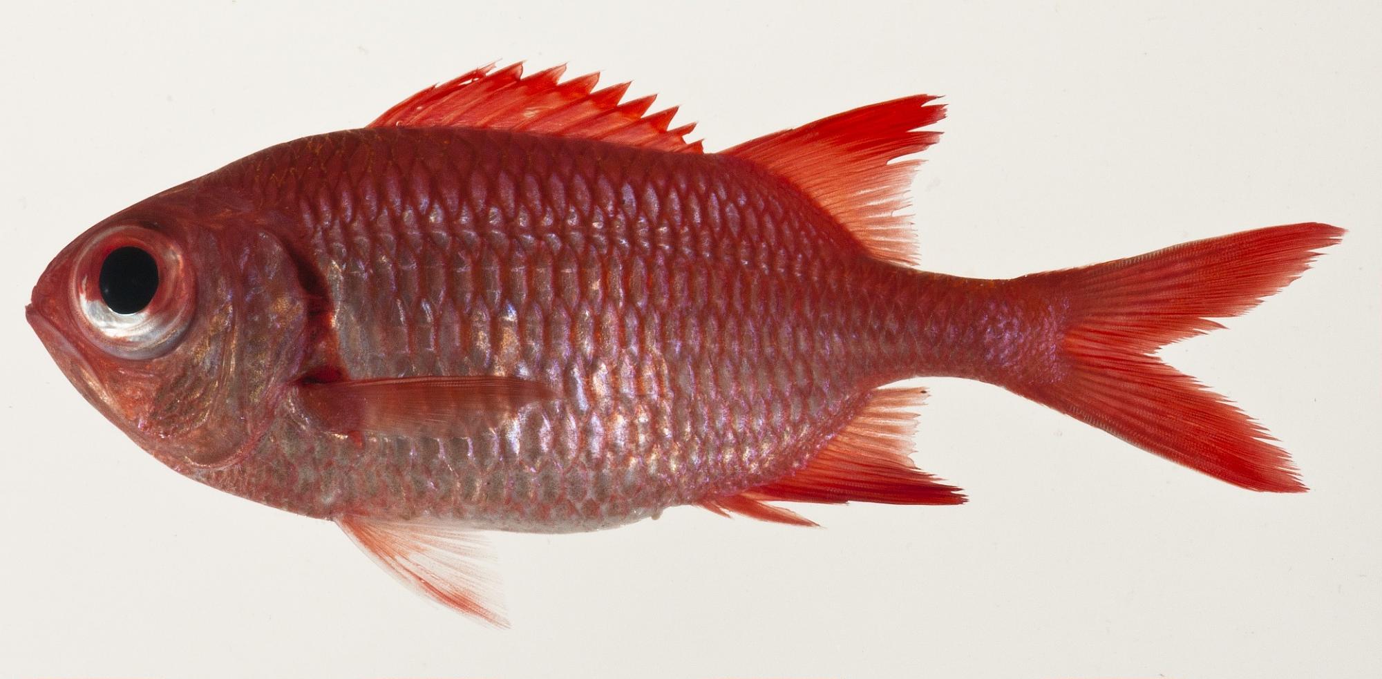 ภาพ ปลาข้าวเม่าตาโต tiki (Myripristis tiki)