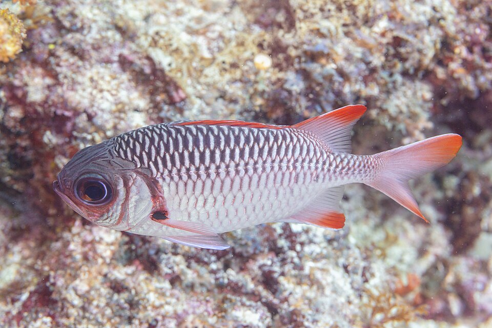 ภาพ ปลาข้าวเม่าตาโตออสเตรเลีย (Myripristis violacea)