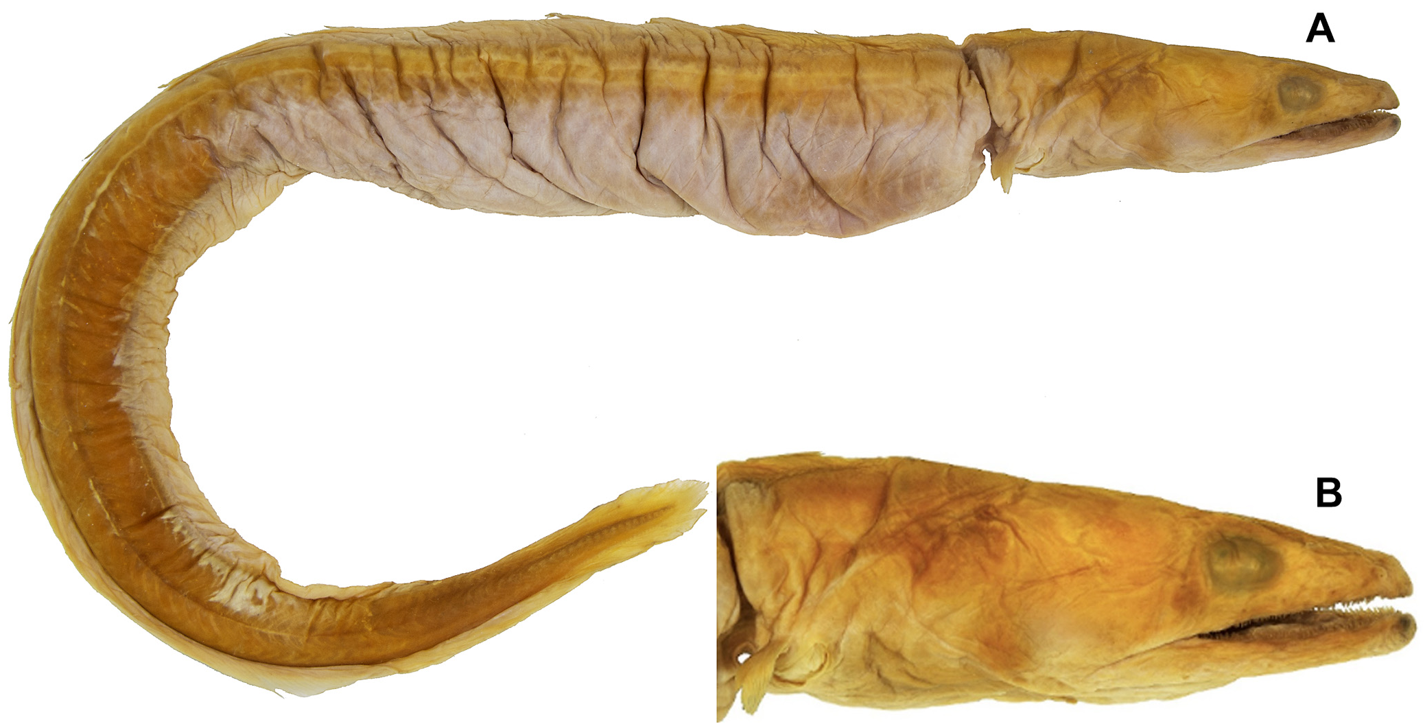ภาพ ปลา pietschi (Myroconger pietschi)