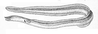 ภาพ ปลา microchir (Myrophis microchir)