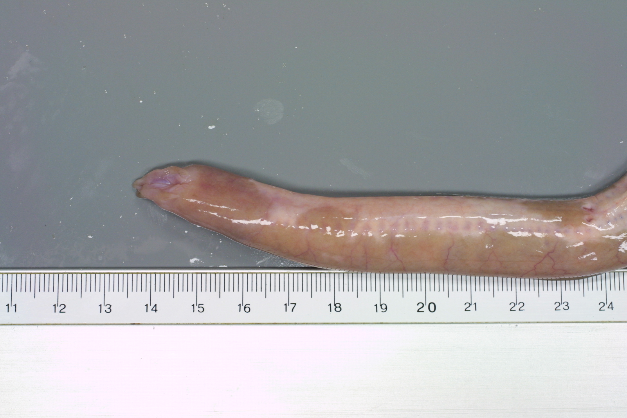 ภาพ ปลา glutinosa (Myxine glutinosa)