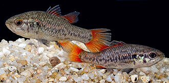 ภาพ ปลา australis (Nannoperca australis)