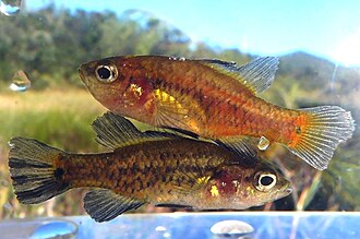 ภาพ ปลา oxleyana (Nannoperca oxleyana)