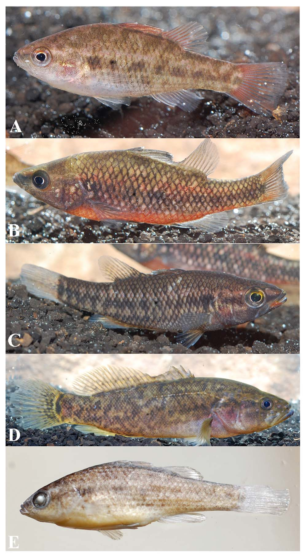 ภาพ ปลา pygmaea (Nannoperca pygmaea)