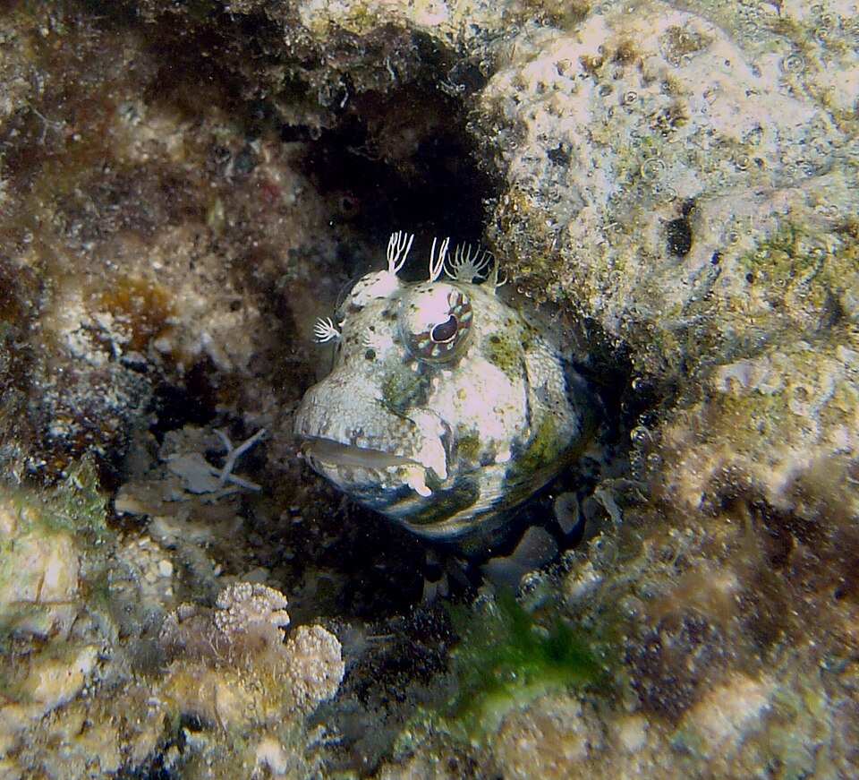 ภาพ ปลาตั๊กแตนหินตั๊กแตนหิน (Nannosalarias nativitatis)