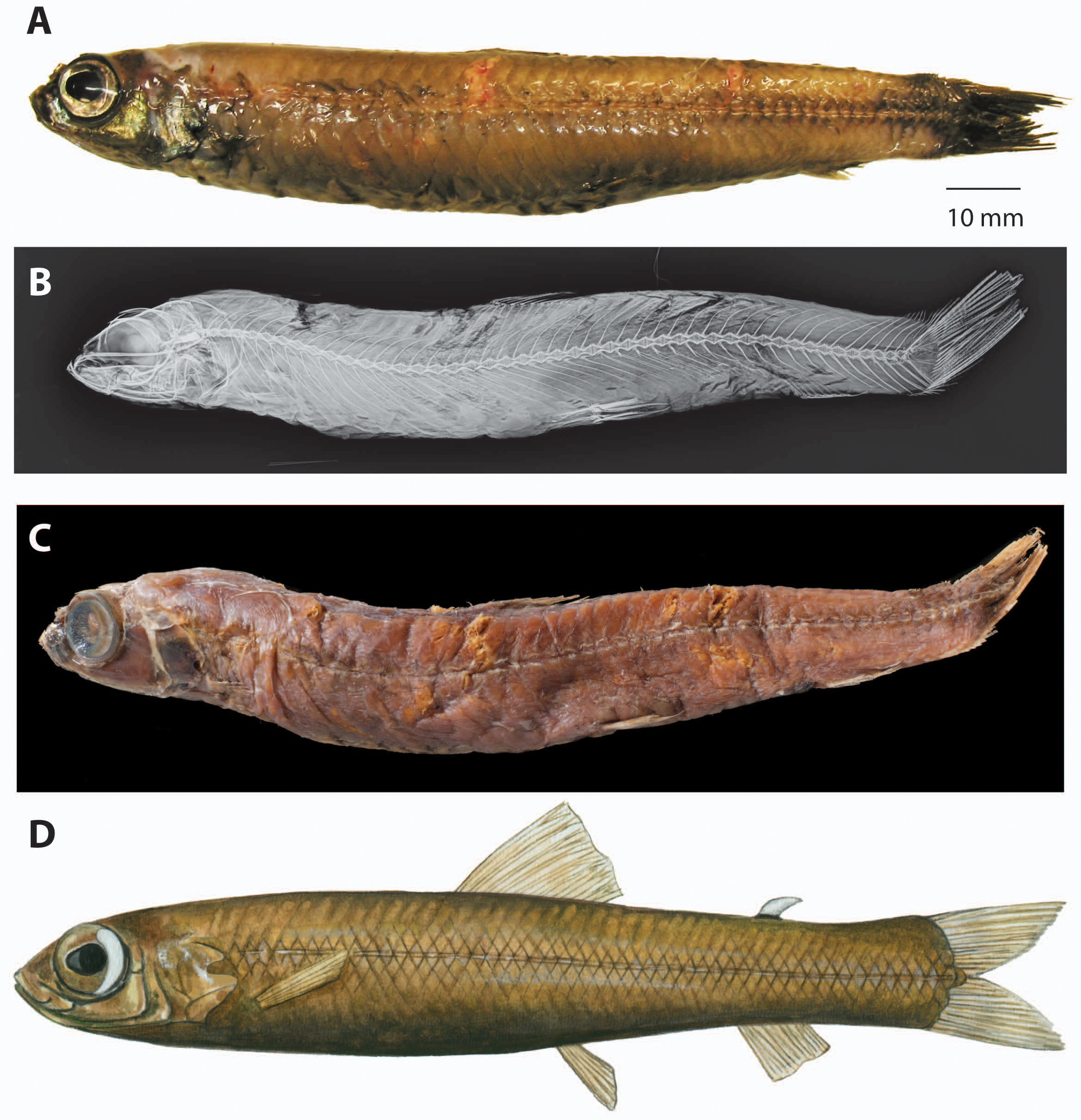 ภาพ ปลา boreacrassicauda (Nansenia boreacrassicauda)