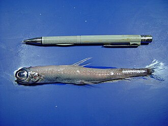 ภาพ ปลา groenlandica (Nansenia groenlandica)