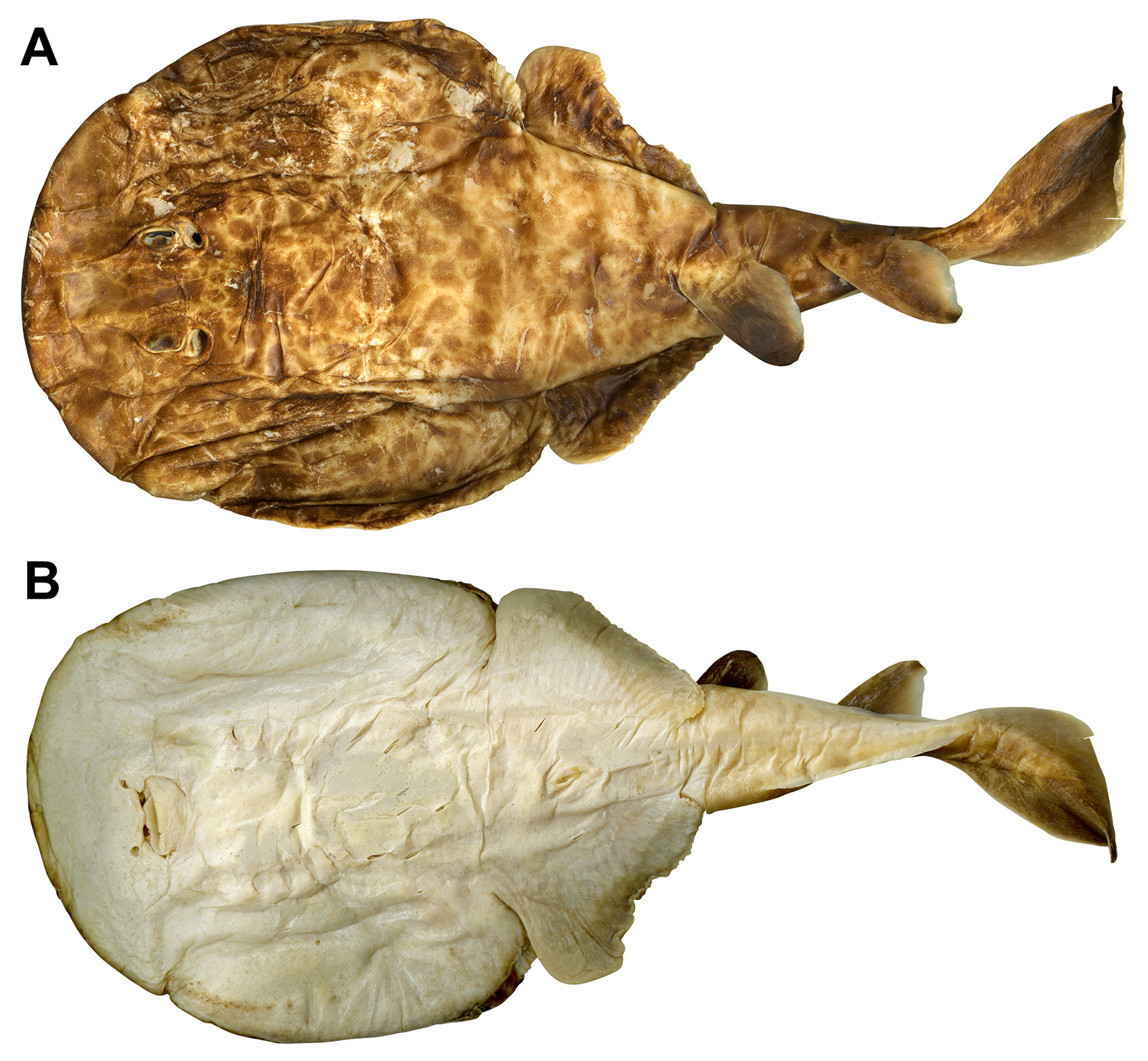 ภาพ ปลา baliensis (Narcine baliensis)