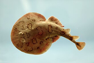 ภาพ ปลา bancroftii (Narcine bancroftii)