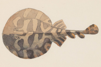 ภาพ ปลา brasiliensis (Narcine brasiliensis)